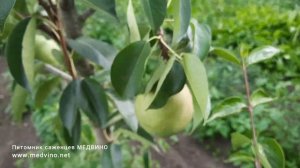 Груша Силк Кинг урожай 2022