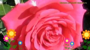 Роза чайно-гибридная дуфтрауш. Краткий обзор, описание характеристик, где купить саженцы Duftrausch