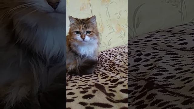 Самая красивая кошка и крыса дружат!!! 😼 Самые красивые кошки Кошка и крыса смотреть онлайн