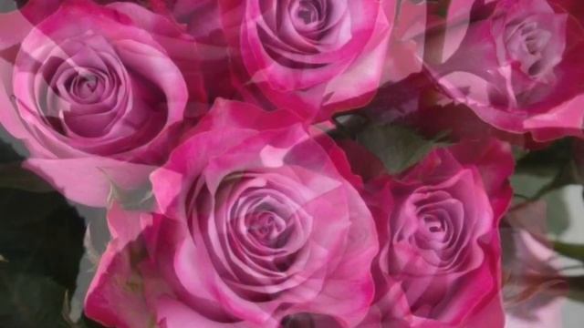Самые красивые пурпурные розы смотреть онлайн