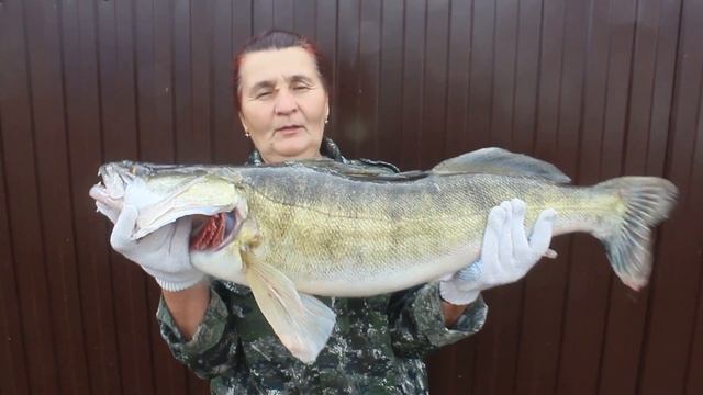 Рыбалка на судака (вес 7кг 800гр) смотреть онлайн