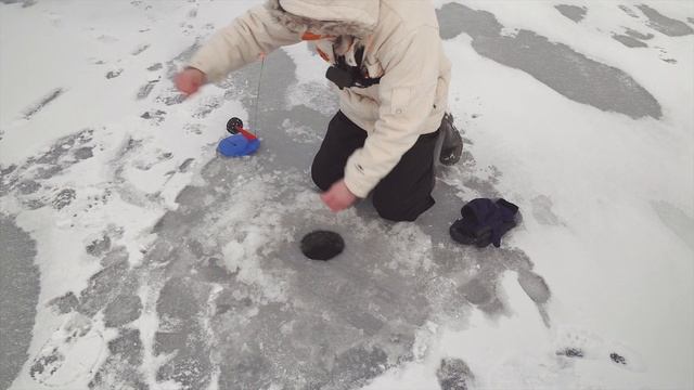 Ох уж и погоняли щуки нас. Флажок за флажком. Ловля щуки на жерлицы в небольшом заливе. смотреть онлайн