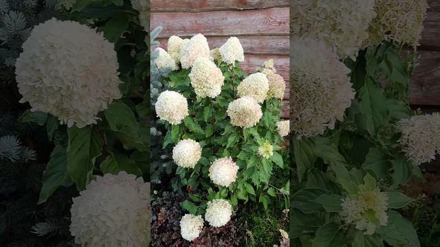Hydrangea paniculata Summer Love (Гортензия метельчатая Саммер Лав) #метельчатыегортензии смотреть онлайн
