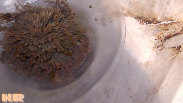 ⟹ Resurrection plant | Selaginella lepidophylla | An amazing plant you cant kill! смотреть онлайн