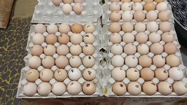 Бройлеры Кобб500. 30.03.2018 г. / Яйцо и инкубация. Часть 1 смотреть онлайн