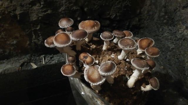 тэстируем помещение подвал для экзотики шиитаке рейши гериций опята 2020.08.08. смотреть онлайн