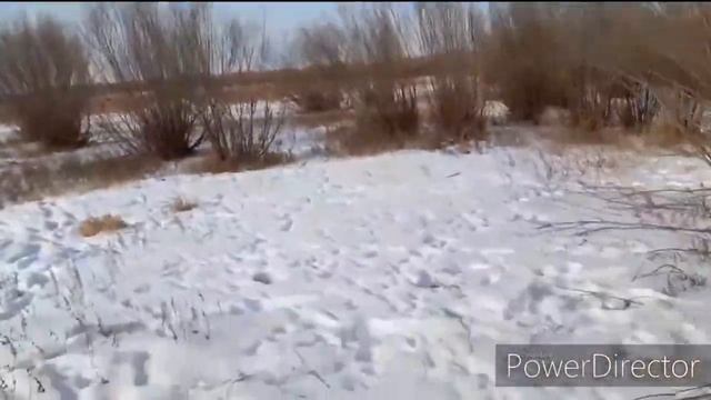 Дзерены в Забайкалье 2020/ Оловяннинский район смотреть онлайн