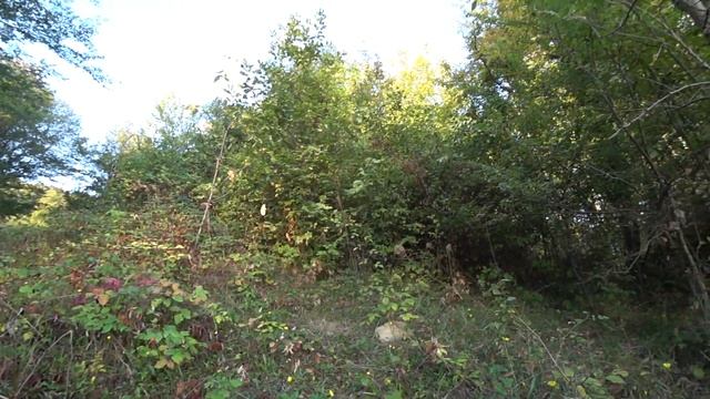 Охота на голубя Вяхирь с легавой собакой смотреть онлайн