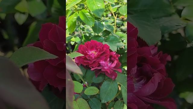 Кустовая роза Кардинал Хьюм смотреть онлайн