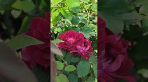 Кустовая роза Кардинал Хьюм