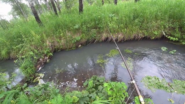 ЛОВЛЯ ХАРИУСА ПОСЛЕ ДОЖДЕЙ# Поймал на малосол (свежий сагудай с хариуса) смотреть онлайн