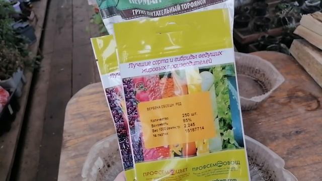 Иногда думаешь-вот оно счастье! Ан нет, опять опыт. Проверяю Самосборные семена вербены на всхожест смотреть онлайн