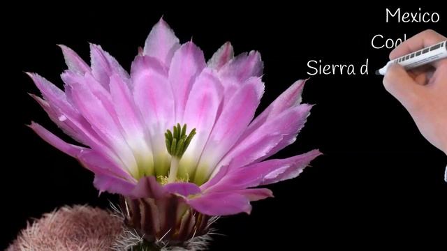 Some Forms of Echinocereus pectinatus смотреть онлайн