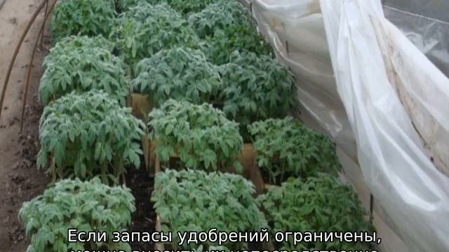 Томат Надежда: характеристика и описание сорта смотреть онлайн