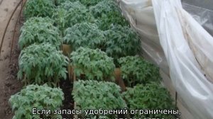 Томат Надежда: характеристика и описание сорта