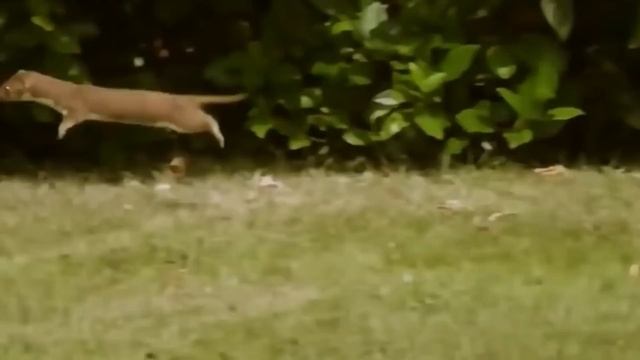 Версус. Как носорог наказал огромного буйвола и другие эпичные битвы животных! смотреть онлайн