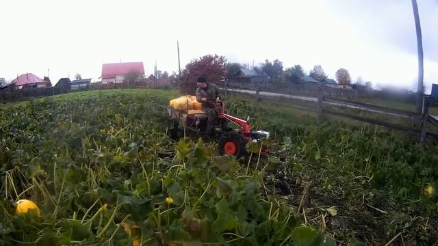 Офф роад по раскисшему огороду.Мотоблок МТЗ-зверь!!!Вывозим огромную тыкву. смотреть онлайн