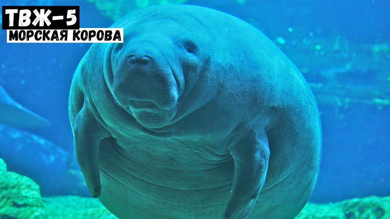 Морская корова - кто это? | #ТВЖ - 5 выпуск смотреть онлайн