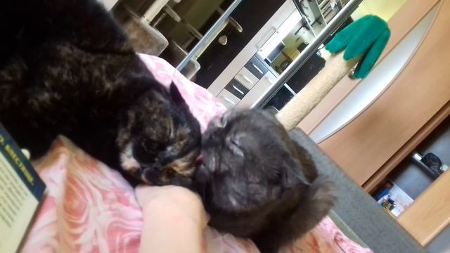 Нежное утро сестер смотреть онлайн