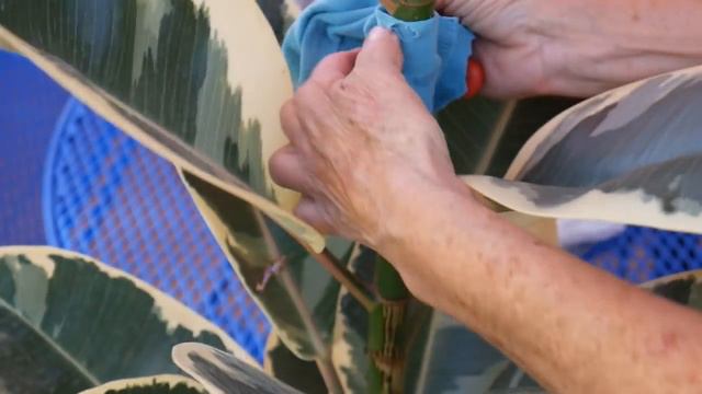 How To Propagate A Rubber Tree Plant (Ficus Elastica) By Air Layering / Joy Us Garden смотреть онлайн