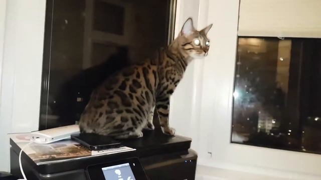 Кот ржака Марс открывает дверь смотреть онлайн