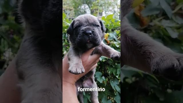 Кане корсо окрас Форментино. смотреть онлайн