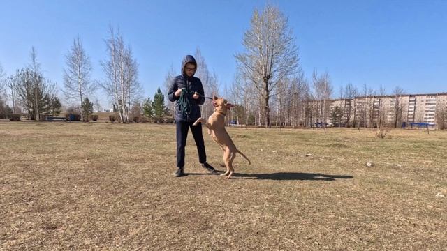 Питбуль?-Лишна??? смотреть онлайн