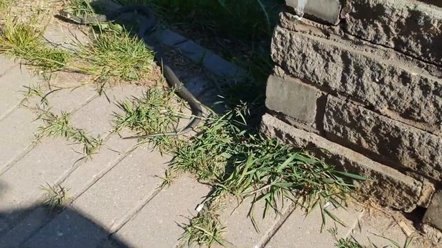 Ужи,род неядовитых змей.? смотреть онлайн