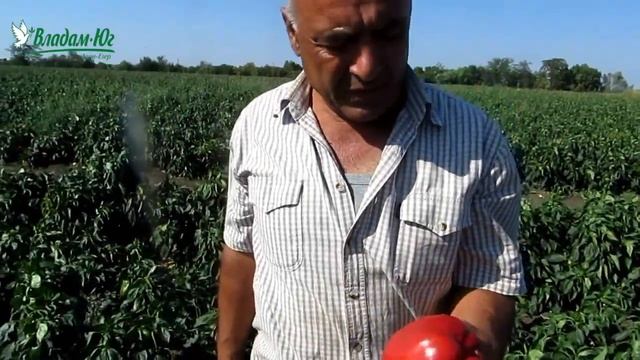 Перец Геркулес ФХ Агробизнес