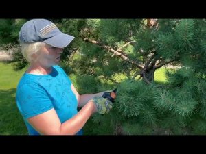 Как создать пушистую красивую сосну с помощью обрезки?