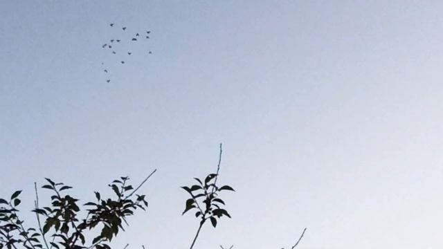 Еще одно видео из жизни голубей