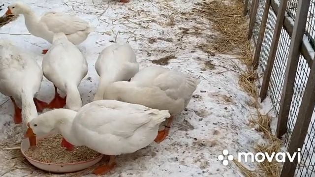 Как правильно применять отварное не оплодное яйцо для кормления птицы и обогащения витаминами смотреть онлайн