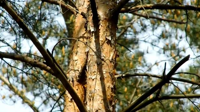 NIKON COOLPIX B500 | VIDEO TEST | ZOOM TEST - SUPERZOOM 40x | 1080p | POLAND смотреть онлайн