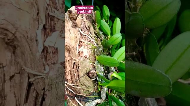 Mini dendrobium jenkinsii#shorts смотреть онлайн