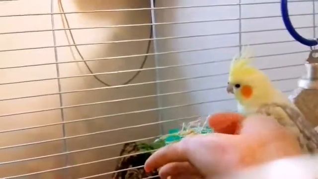 Как приручить кореллу 3. Ричи начал сильно кричать смотреть онлайн