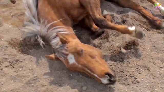 Horse Symbolism смотреть онлайн