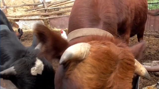 Выгул диких быков на верёвке в селе Бажениты гнездо ласточки смотреть онлайн