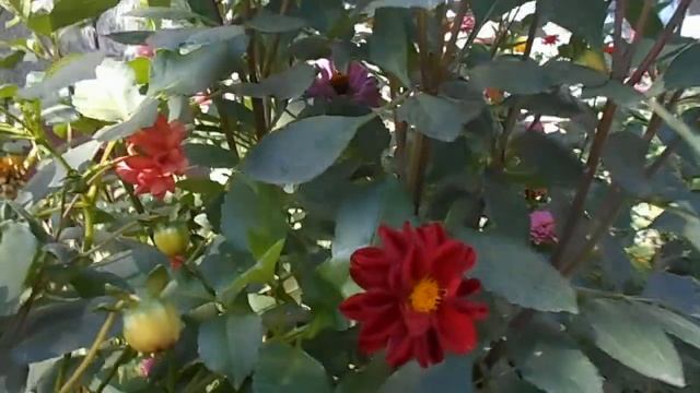 «Чичипатль», он же «акокотле», он же «кокошочитль»:) смотреть онлайн