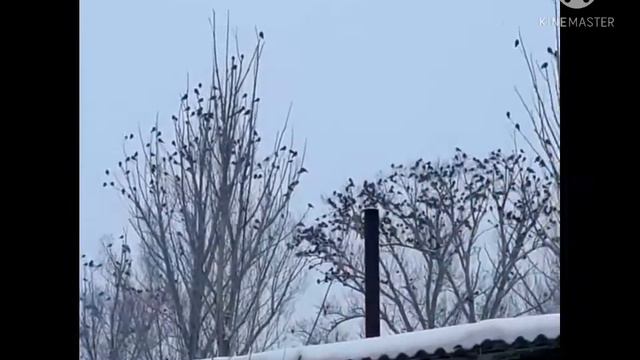 К нам прилетели вновь грачи, с первым днем весны!!!.. смотреть онлайн