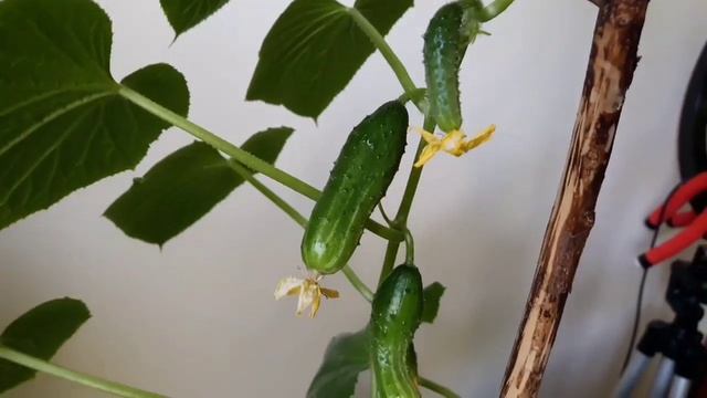 Выращивание огурцов и редиса на балконе смотреть онлайн