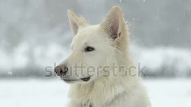 Awesome white Swiss Shepherd Dog in slow motion. The Falling Snow смотреть онлайн