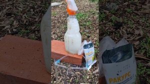 Розовый грибок на ели Хупси.