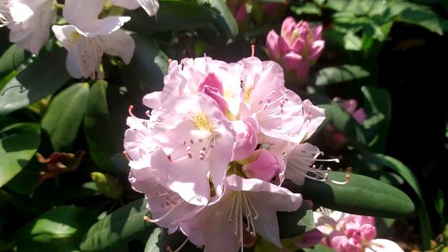 РОДОДЕНДРОНЫ. ОБЗОР СОРТОВ. СЕКРЕТЫ И ОШИБКИ УХОДА. RHODODENDRONS. VARIETIES. SECRETS AND ERRORS.