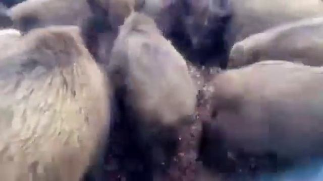 Дикие кабаны с рублевки. смотреть онлайн