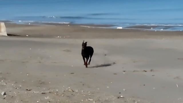 6 Aylık Dev doberman Achill - Dobermann Kennel смотреть онлайн