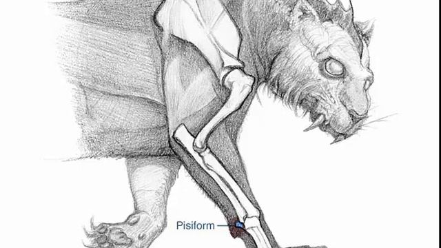 Animal Anatomy смотреть онлайн