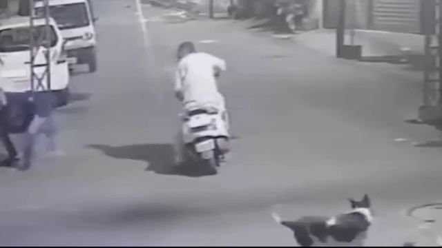 𝐊𝐚𝐧𝐠𝐚𝐥 𝐝𝐨𝐠 𝐚𝐭𝐭𝐚𝐜𝐤𝐬 𝐭𝐡𝐞 𝐰𝐫𝐨𝐧𝐠 𝐦𝐚𝐧!!! смотреть онлайн