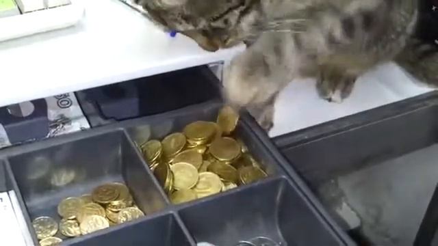 Кот украл деньги ! mp4 смотреть онлайн