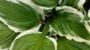 Хоста Albomarginata