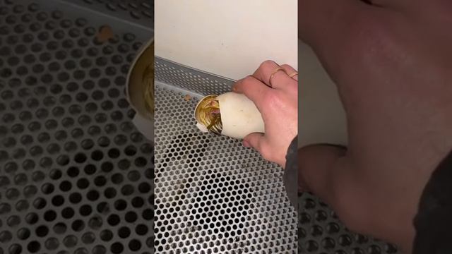 Как вылупляются гусята в инкубаторе!!!! Рождение Гусенка! смотреть онлайн